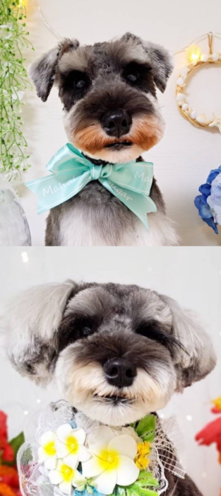 ひげやけに悩むパタさんの写真